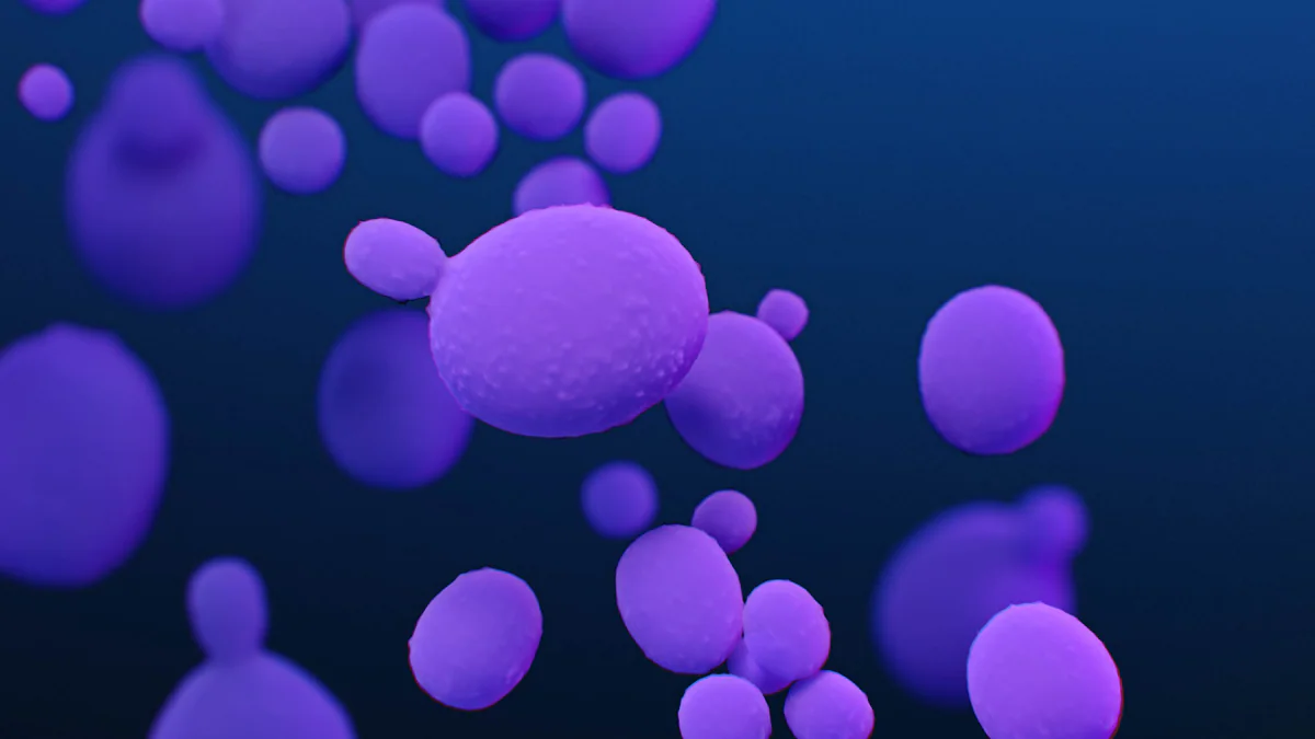 candida-auris-1200 A medical illustration of Candida auris fungal organisms