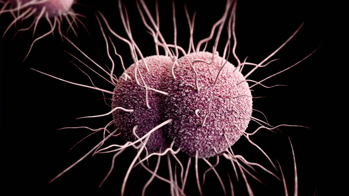 gonorrhea-1200 Computer illustration of a Neisseria gonorrhoeae that appears as two rounded halves with menacing tendrils coming out in all directions.