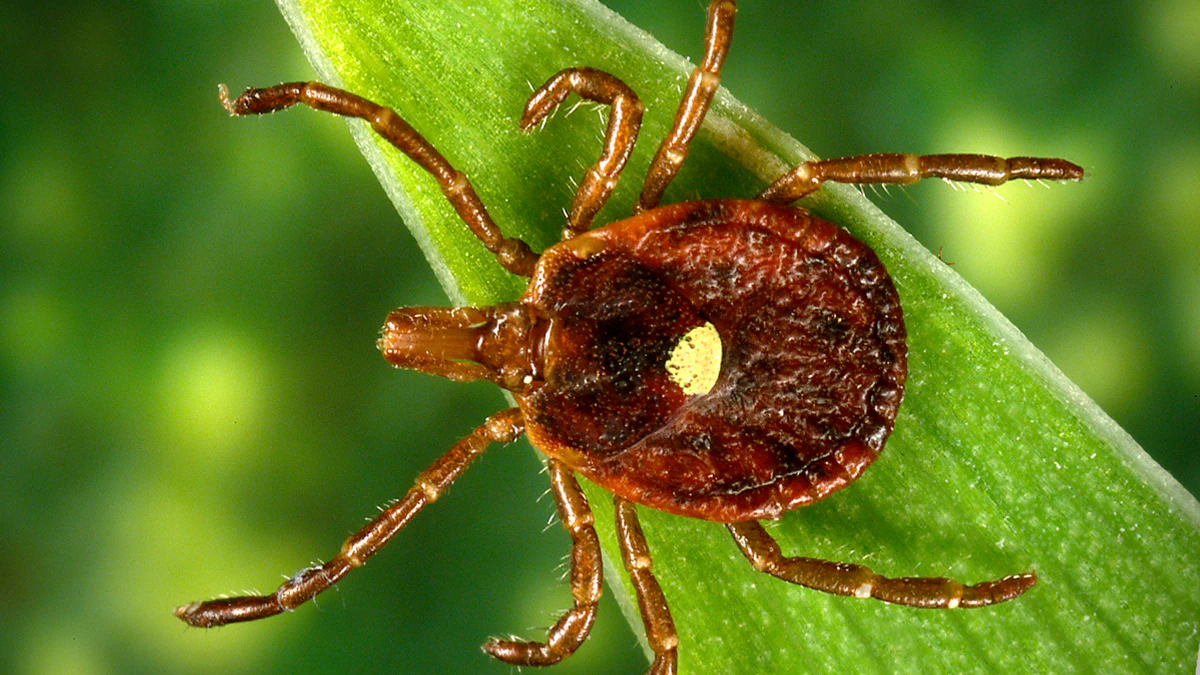 tickborne-disease-1200 Image shows a closeup of an unengorged lone star tick on a blade of grass. The tick is dark brown with 4 legs on each side and a spot on the back of the shell.