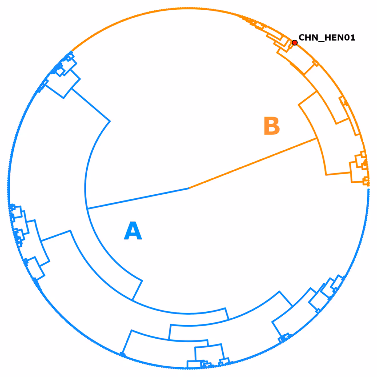 Cyclospora A population structure showing 651 genotypes of Cyclospora displayed as a hierarchical tree.