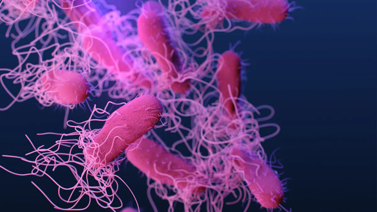 Salmonella tb medical illustration of drug-resistant, Salmonella serotype Typhi bacteria