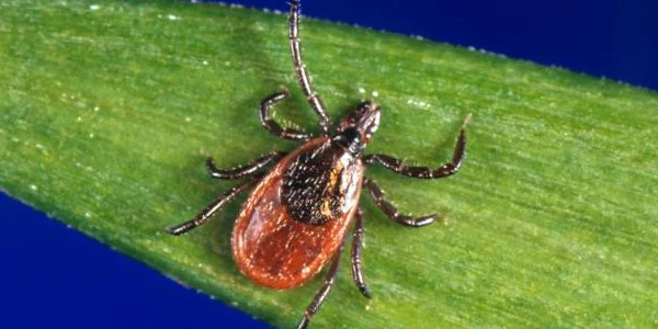 Blacklegged tick on a leaf