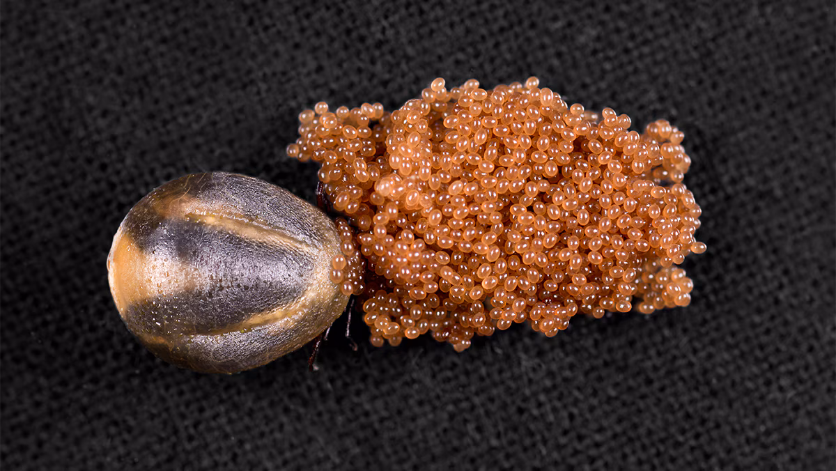 Female deer tick laying eggs