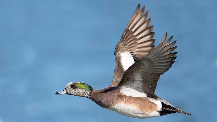 Male American Wigeon Duck in Flight