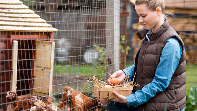 Woman collecting eggs from backyard chickens