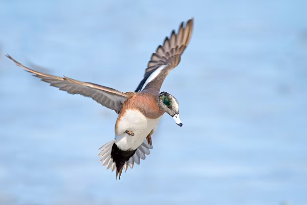 Male American Wigeon in Flight Male American Wigeon in Flight