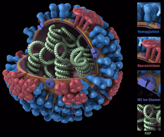 Flu virus surface proteins (HA and NA) can change in two ways. These changes are referred to as antigenic drift and shift. Flu viruses change all the time due to antigenic drift, but antigenic shift happens less frequently. Business/Employers Influenza Toolkit