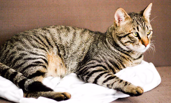 flu-in-cats-other-tp4.jpg Influenza A viruses are found in many animals including cats.