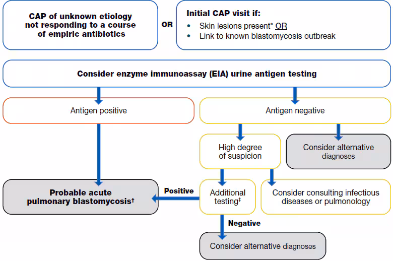 A flowchart to show the diagnosis of blastomycosis