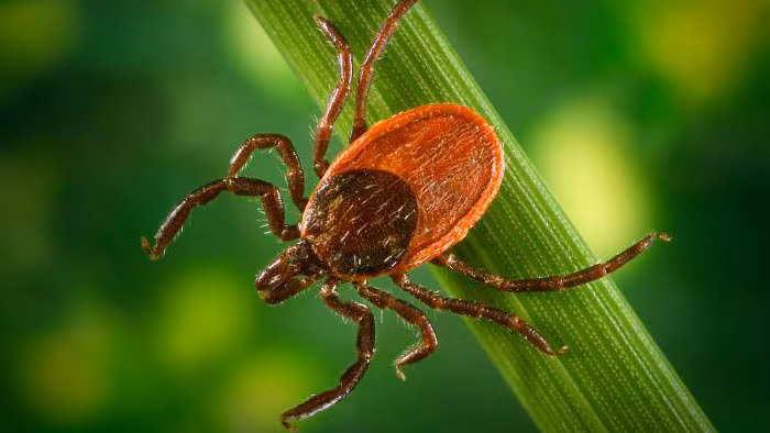 Tick, ixodes scapularis