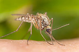 A mosquito biting into a person.