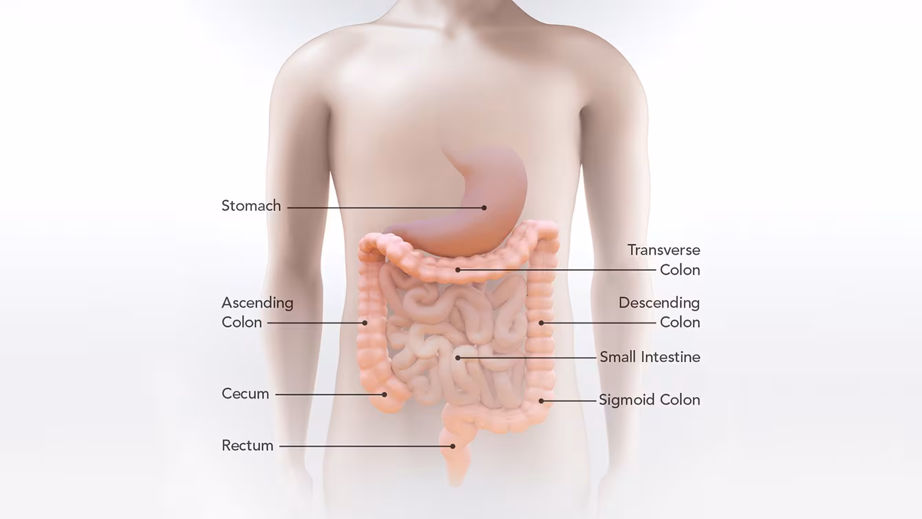 Diagram of the stomach, small intestine, cecum, ascending colon, transverse colon, descending colon, sigmoid colon, and rectum