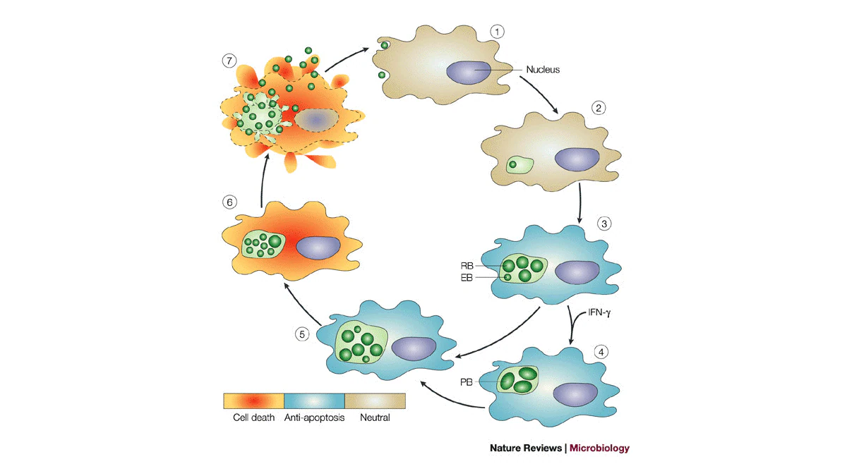Chlamydia pneumoniae and apoptosis An illustration of how C. pneumoniae growth consists of two alternating forms: elementary and reticulate bodies.