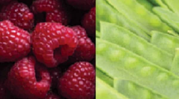 food epi cyclo food cyclo epi