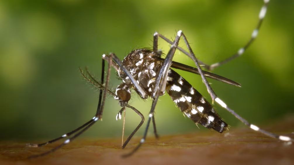 Aedes aegypti mosquito feeding on a human.