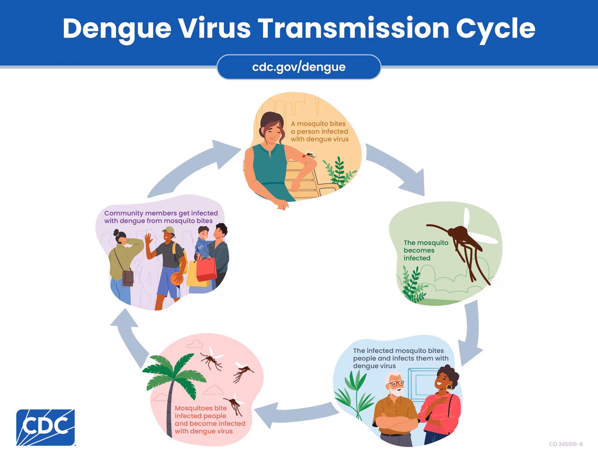 Graphic showing how dengue is transmitted from an individual to the community through mosquito bites.
