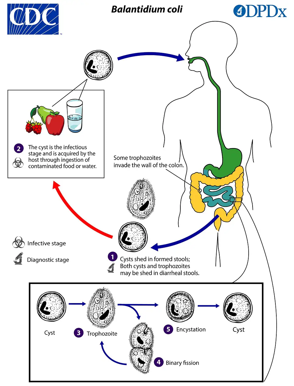 Balantidium_LifeCycle_19 Life Cycle