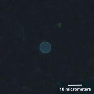 May - 2005 - Case #156