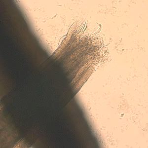 Case189_C.jpg Case189_C