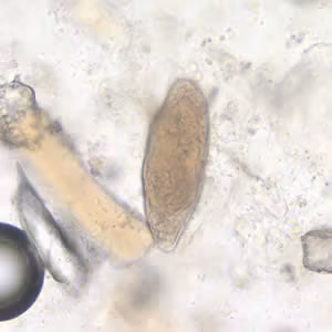 Case196_A.jpg Case196