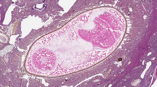 January - 2010 - Case #267