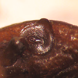 Case268_C.jpg