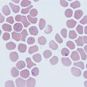 December - 2010 - Case #290