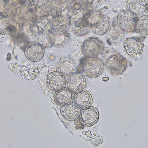 November - 2012 - Case #336