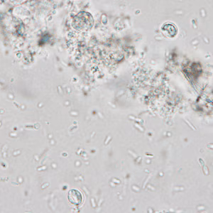 December - 2012 - Case #337