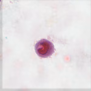 October - 2015 - Case #406