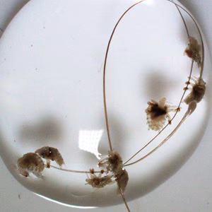 November - 2015 - Case #408