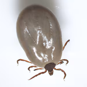 JULY - 2017 - Case #447 parasitic image