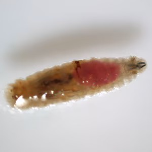 SEPTEMBER - 2017 - Case #451 Case Study Image