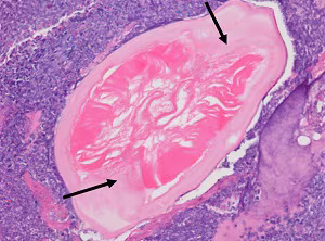 511_C_ Answer Case_511_C_answer