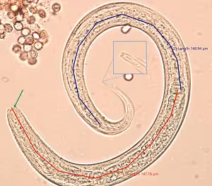 Case_508_C_Answer Figure C