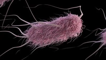 E. coli A group of extended-spectrum ß-lactamase-producing (ESBLs) Enterobacteriaceae bacteria, in this case, Escherichia coli.