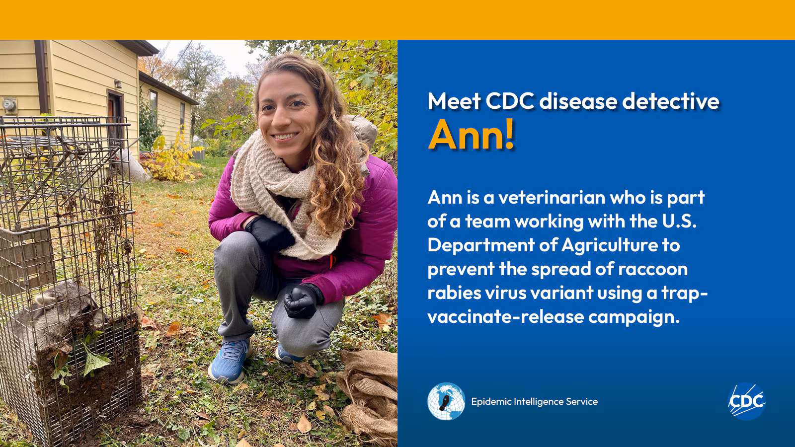 eis-graphic-meet-ann A woman kneeling beside a raccoon in a cage. Text reads: Meet CDC disease detective Ann! Ann is a veterinarian who is part of a team working with the U.S. Department of Agriculture to prevent the spread of raccoon rabies virus variant using a trap-vaccinate-release campaign. Image includes CDC and EIS logos.