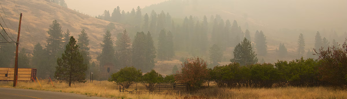 Bosque lleno de humo después de un incendio forestal.