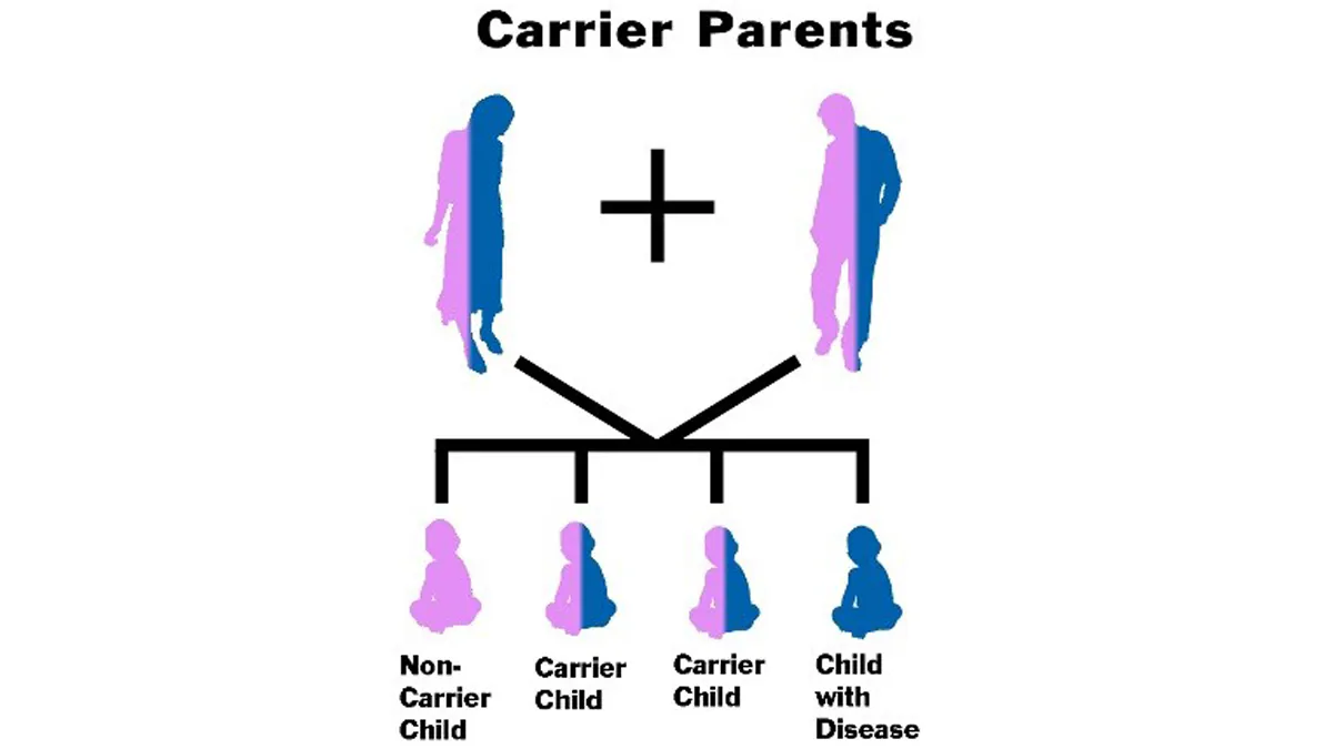 Carrier parents Carrier parents with four children: one non-carrier, two carrier children, and one child with the disease
