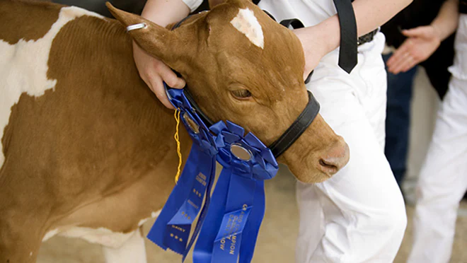cow with blue ribbons on halter at county fair cow with blue ribbons on halter at county fair