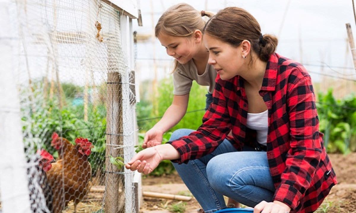 — title missing — A mother with her small daughter feeding chickens.
