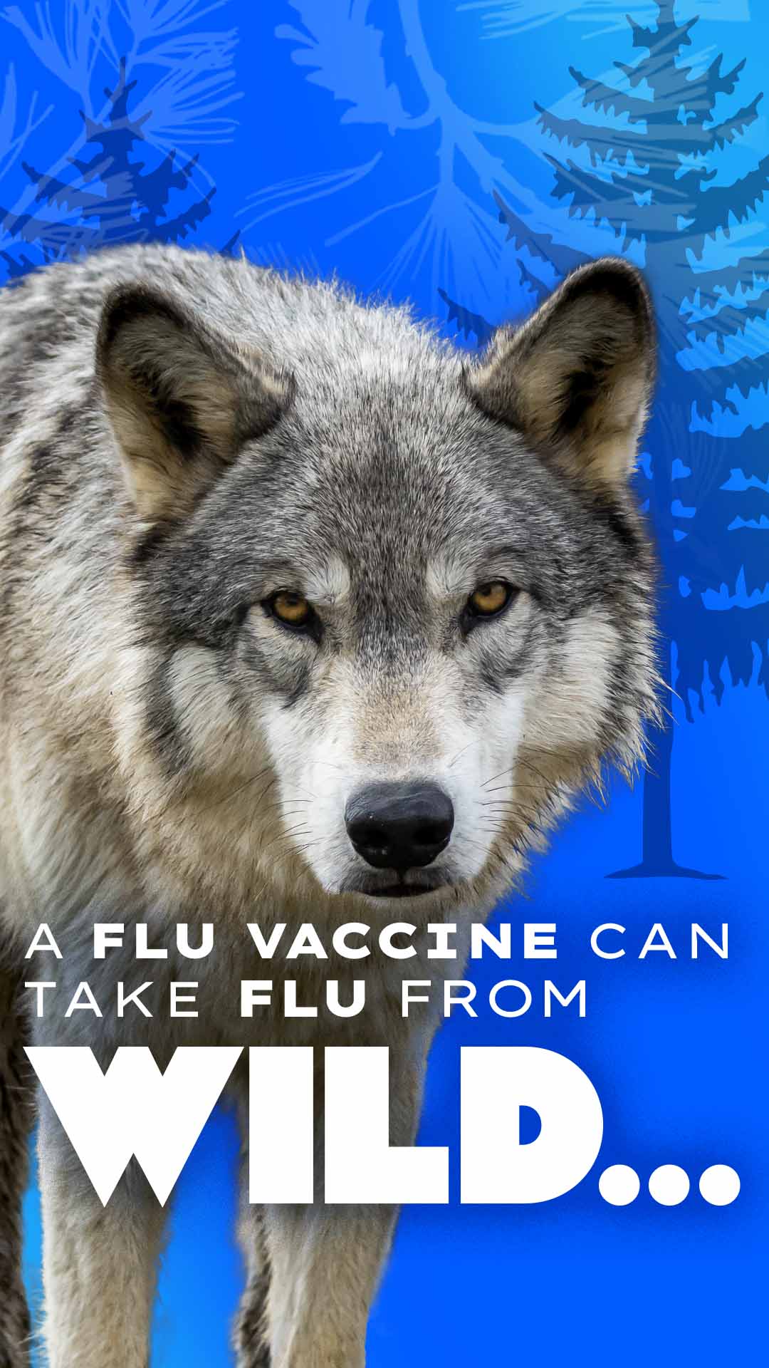 1080x1920 wolf with text: a flu vaccine can take flu from wild