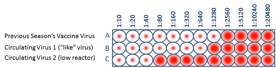 antigenic-characterization-assay.jpg When CDC antigenically characterizes influenza viruses to inform decisions on the formulation of the seasonal flu vaccine, the HI test is used to compare currently circulating viruses (B&C) with vaccine viruses (A).