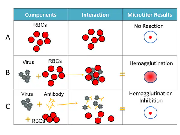 hi-assay-components.jpg The HI test involves the interaction of red blood cells (RBCs), antibody and influenza virus.