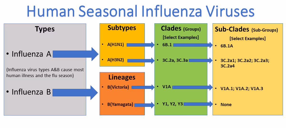 Human Seasonal Influenza Viruses Human Seasonal Influenza Virus