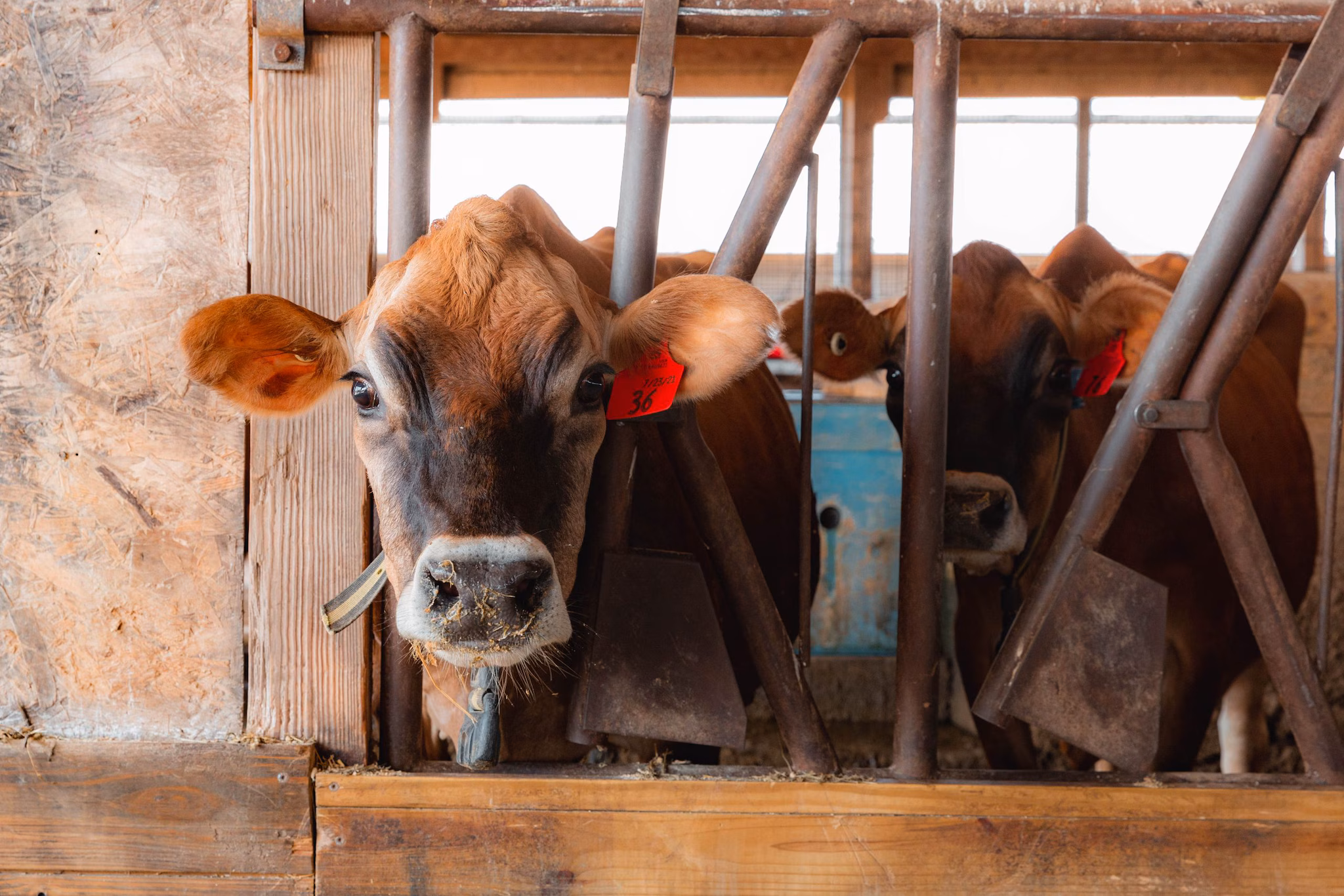 Two Jersey cows in a barn