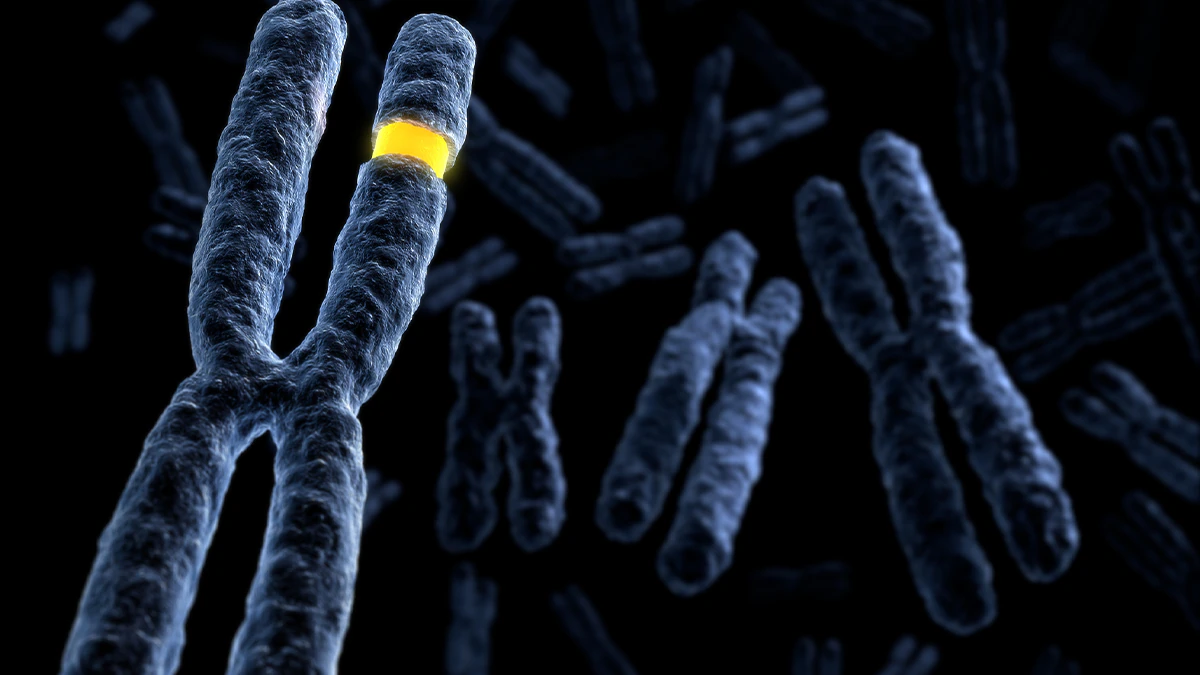 dark blue chromosomes with yellow stripe dark blue chromosomes with yellow stripe