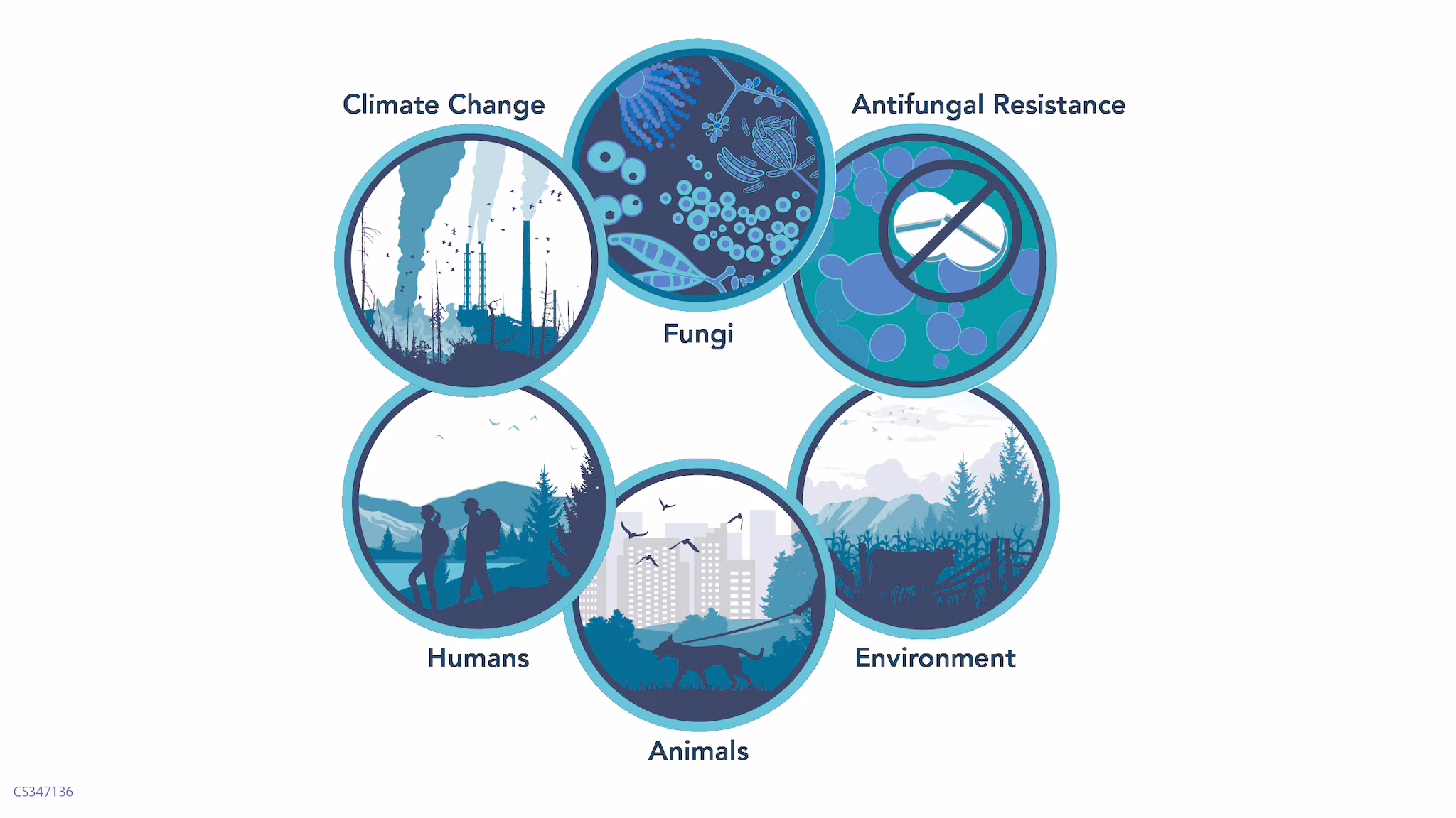 One Health circles representing climate change, fungi, antifungal resistance, animals, humans, and the environment