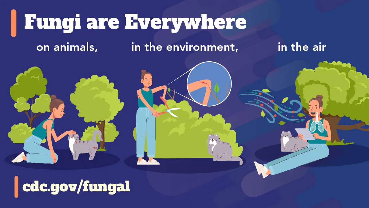 A person interacting with various outdoor settings including petting a wounded cat, trimming a bush, and sitting in a grassy area while leaves and spores float in the air and into the persons’ lungs. Text reads: “Fungi are everywhere: on animals, in the environment, in the air”