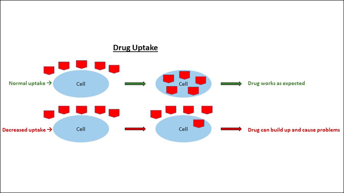 Drug uptake Drug Uptake: If your cells can take in the drug then the drug will work as expected. If your cells have decreased uptake of the drug, the drug can build up and cause problems. s